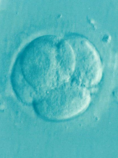 Embryo Storage image