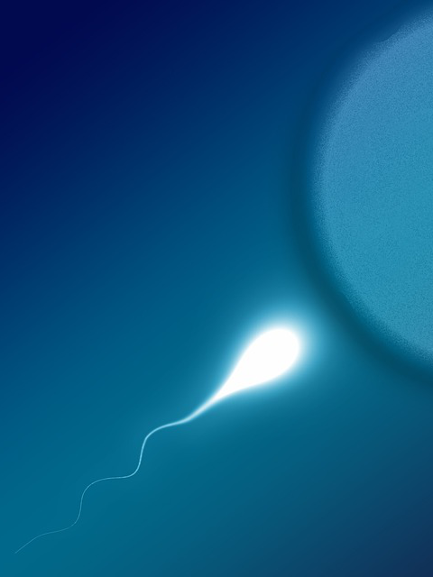 Sperm Storage image