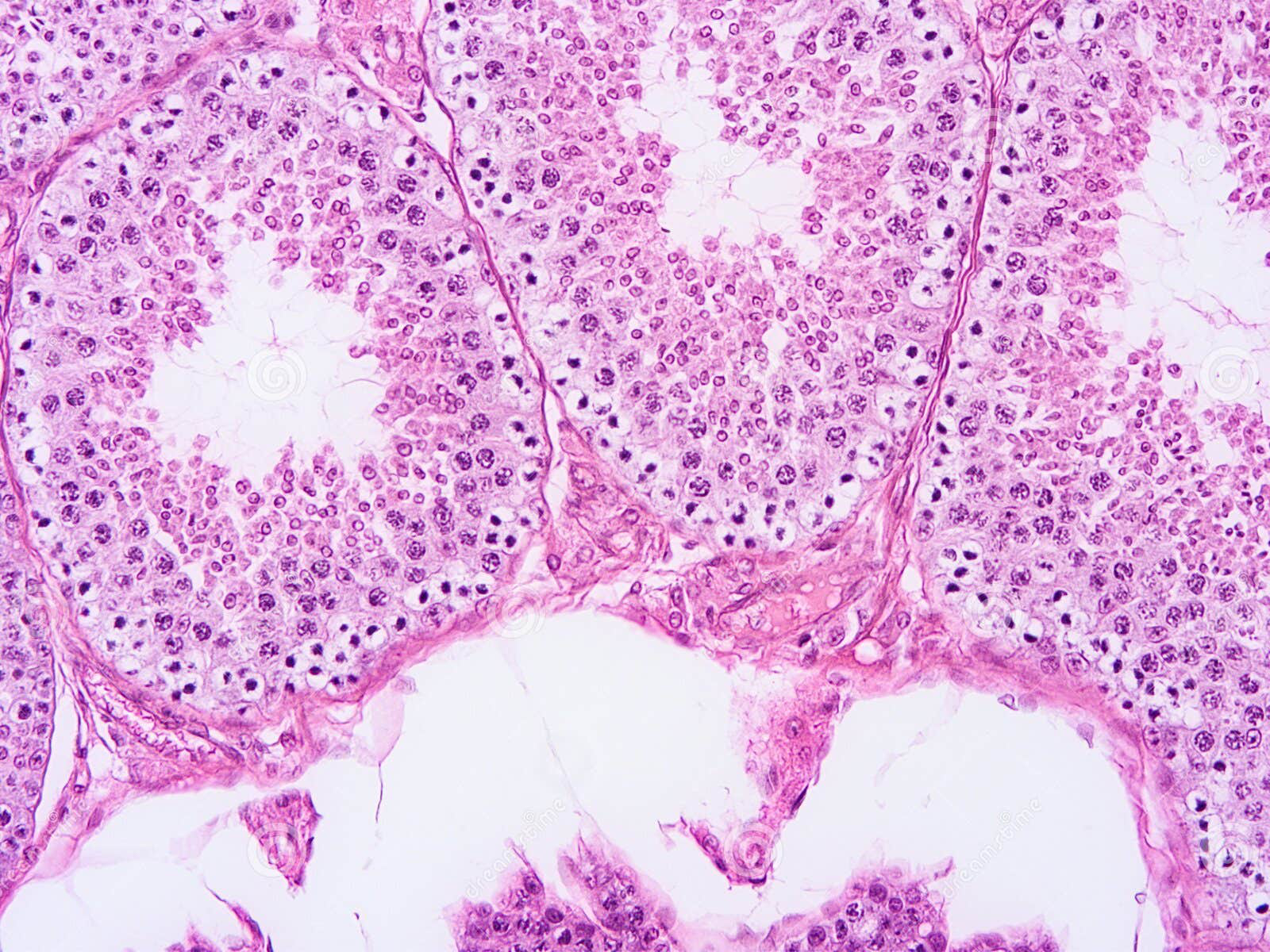 Testicular Tissue Storage image